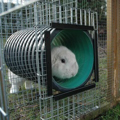 Rabbit Run Close Up